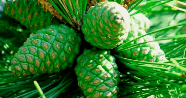 Conos de pino verde