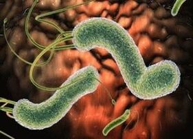 virus y bacterias